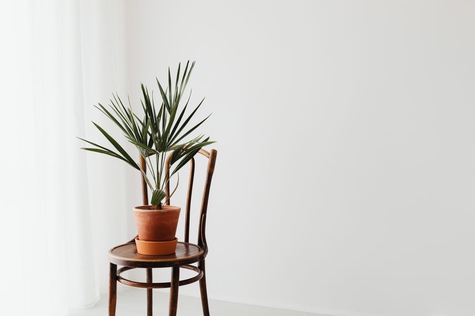 Kleine cactusplant op witte vensterbank. Kleine cactusplant op witte vensterbank.